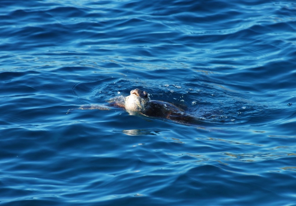 Turtle in Ocean on Hawaii with Kids