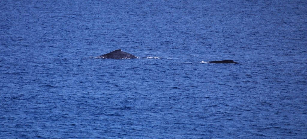 Whale Watching in Hawaii with kids