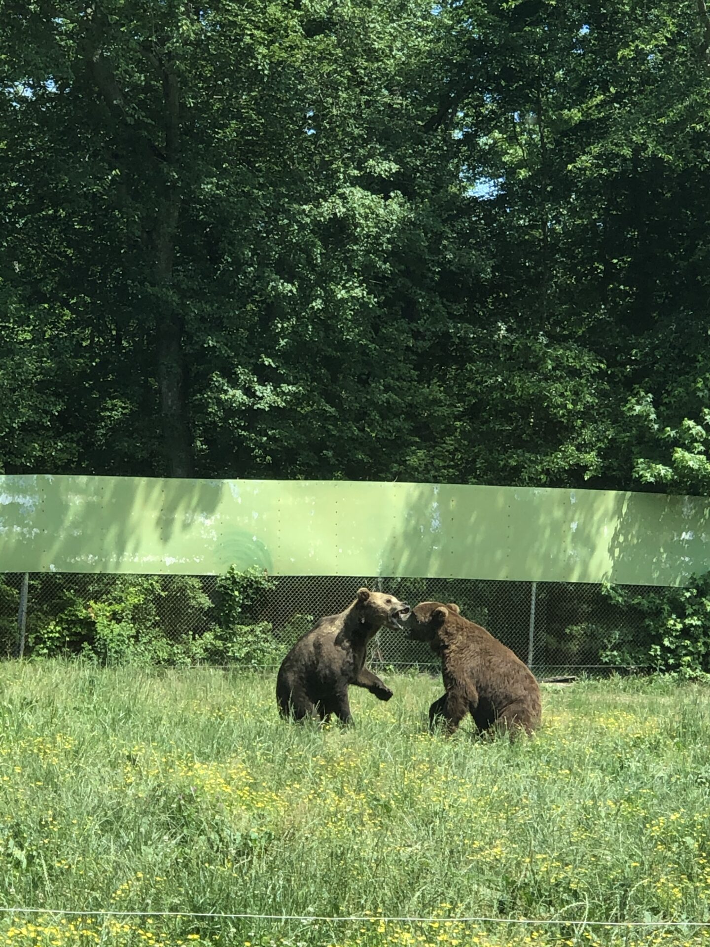 Great Adventure Safari bears