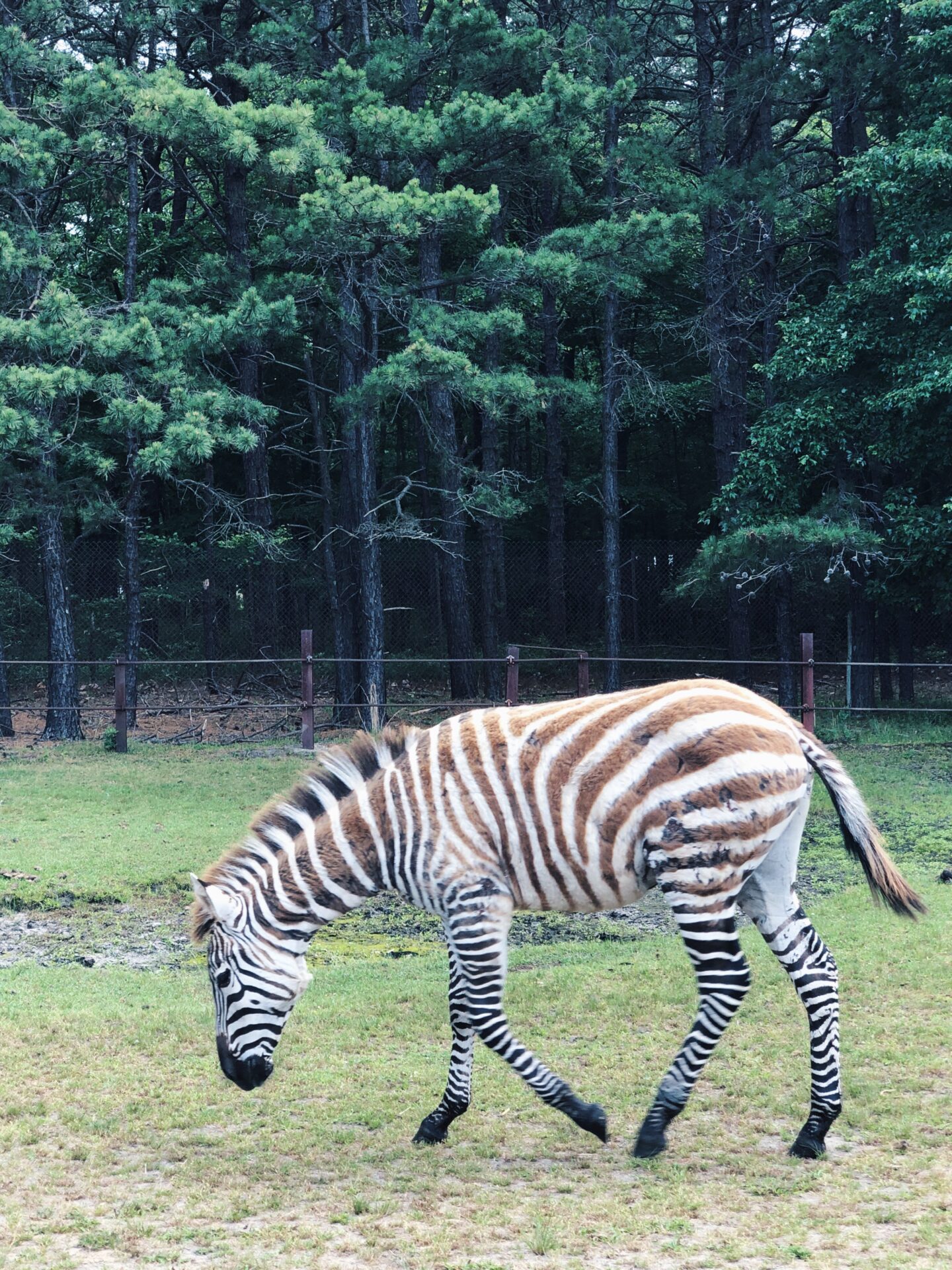 Great Adventure safari zebra