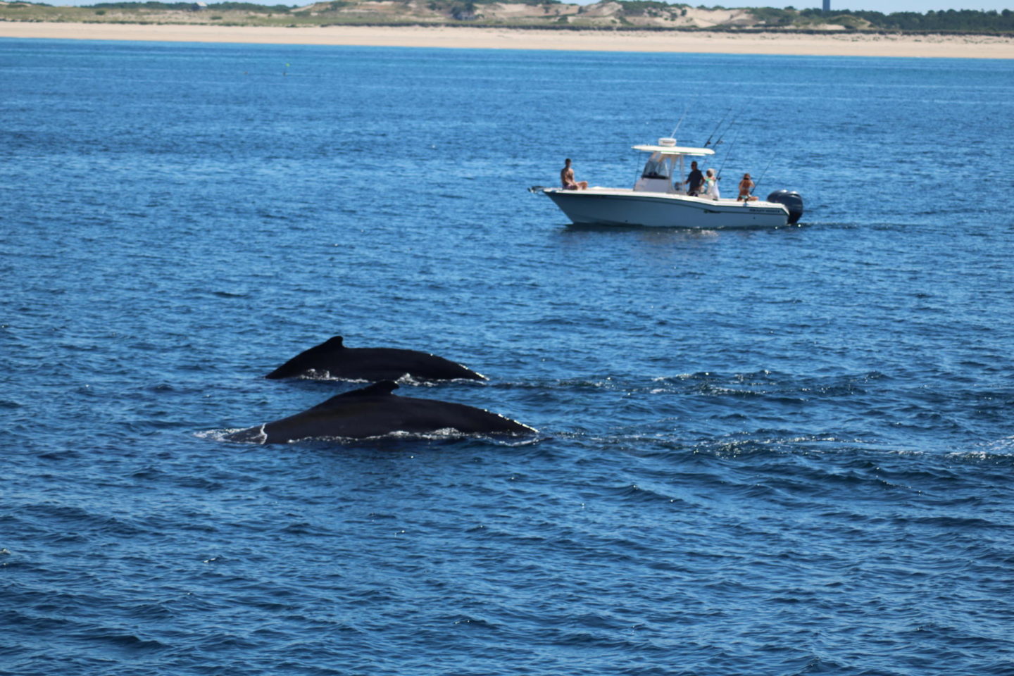 Whale Watching//Provincetown, MA 