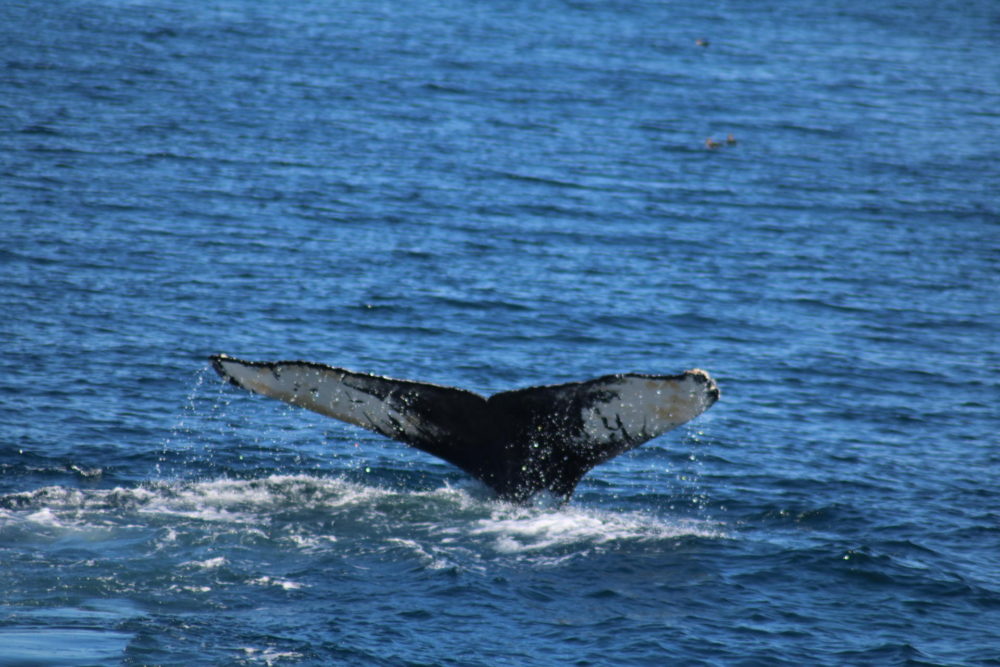 Whale Watching in Cape Cod