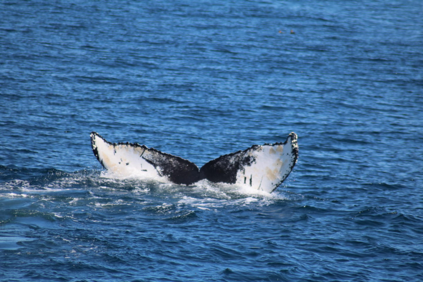 Whale Watching in Cape Cod, MA