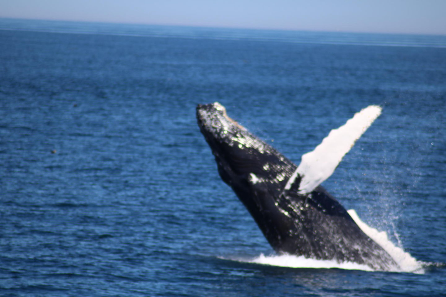 Whale Watching// Whale Breach Provincetown, MA