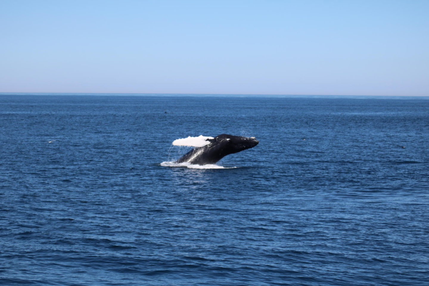 Whale Watching//Dolphin Fleet Provincetown, MA