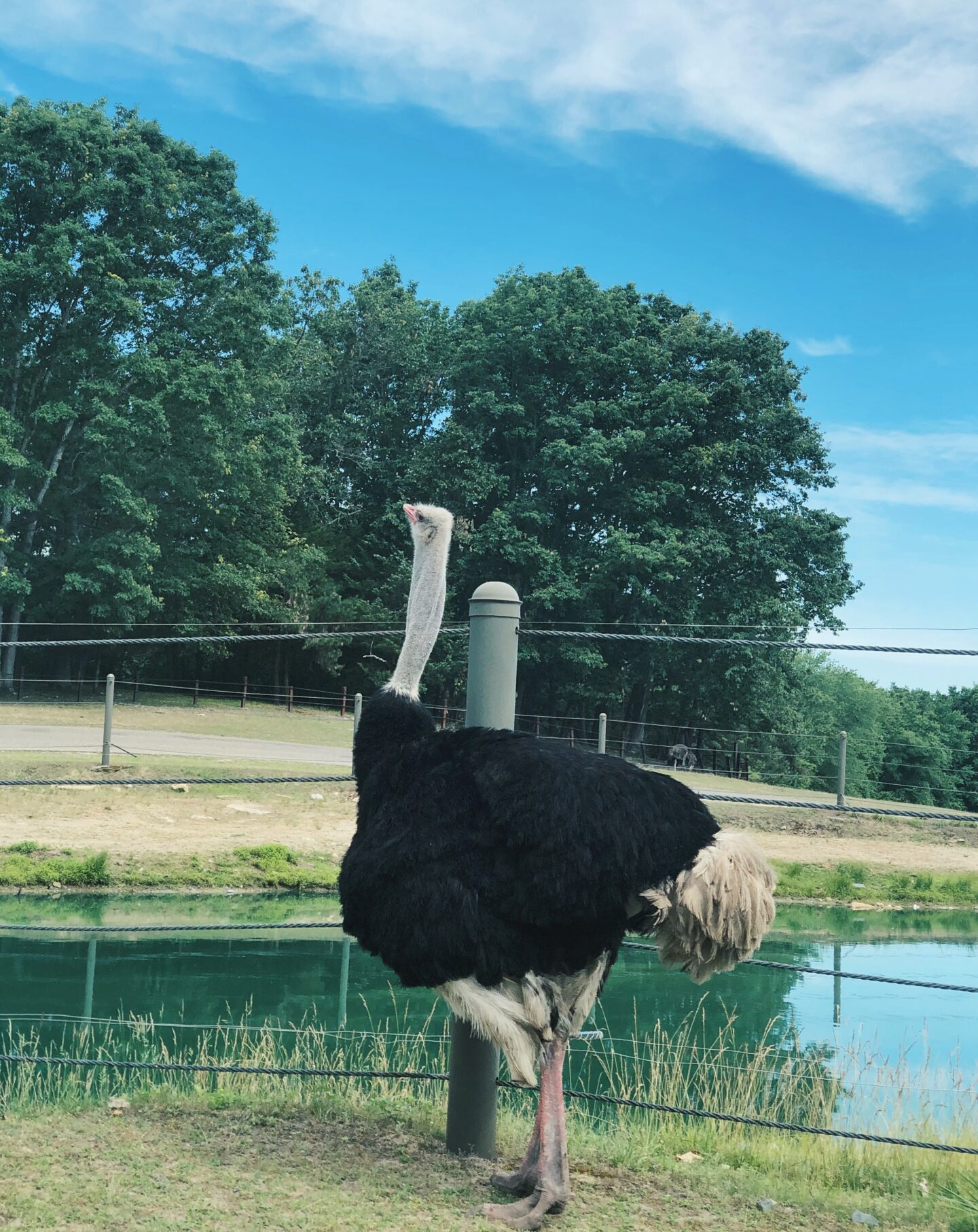 Ostrich Safari