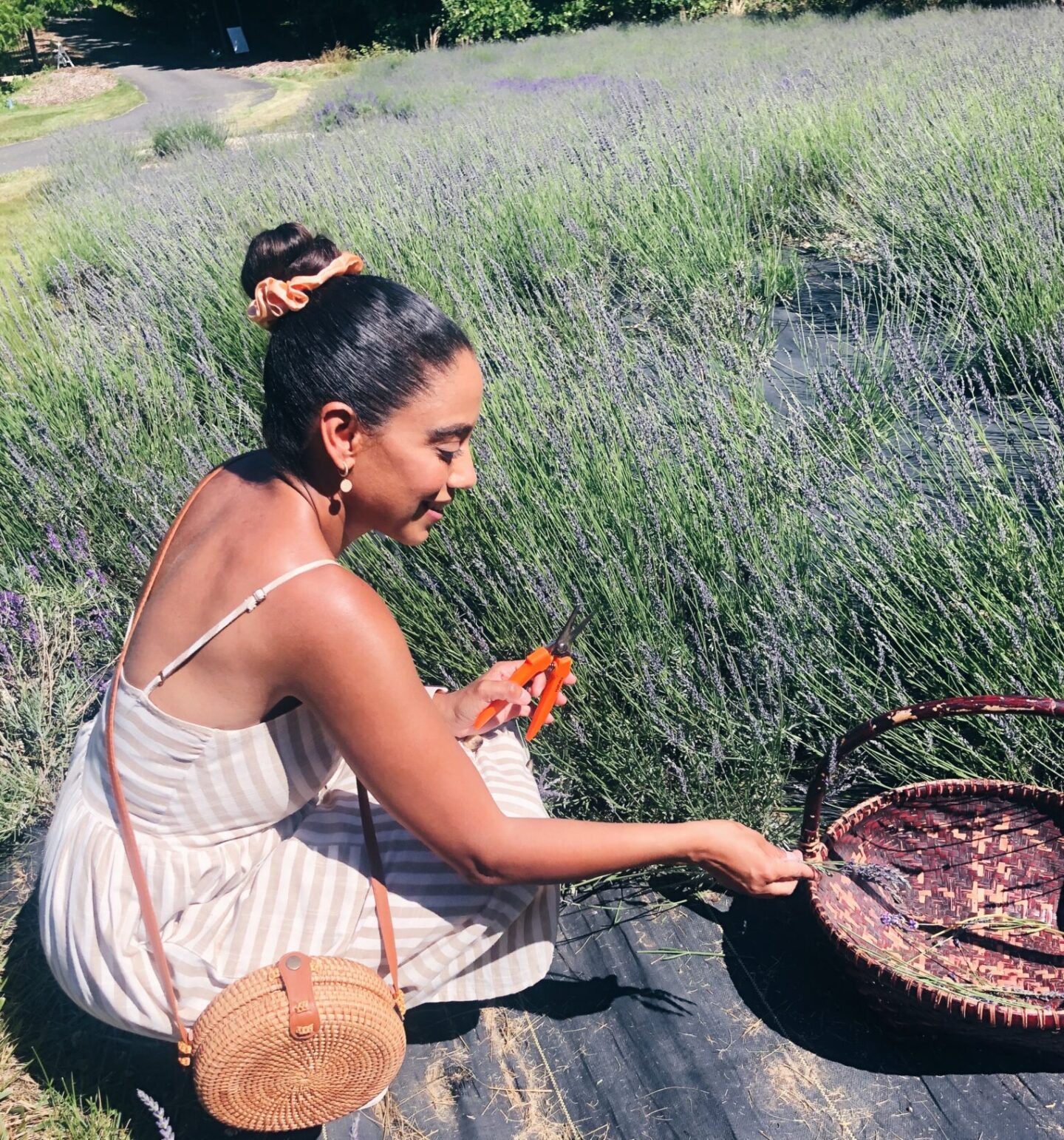 Picking Lavender