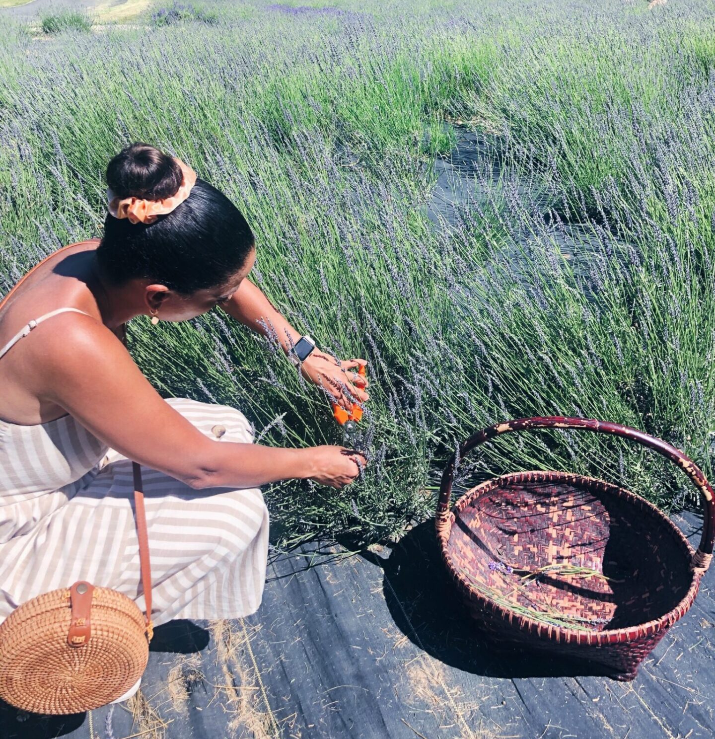 cutting Lavender in a field