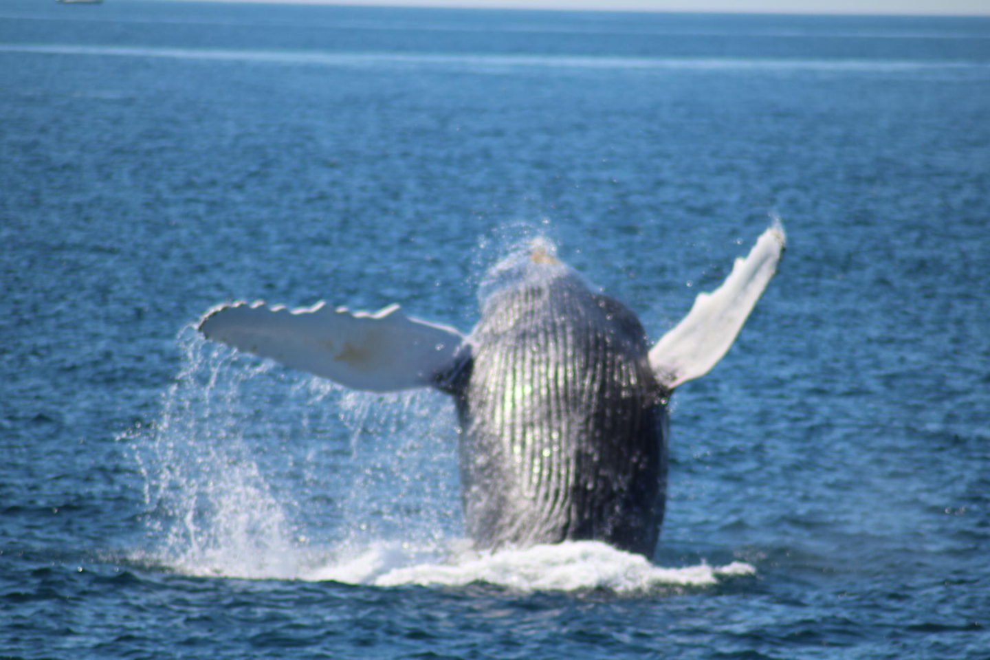 Whale Watching// Whale Breach Provincetown, MA