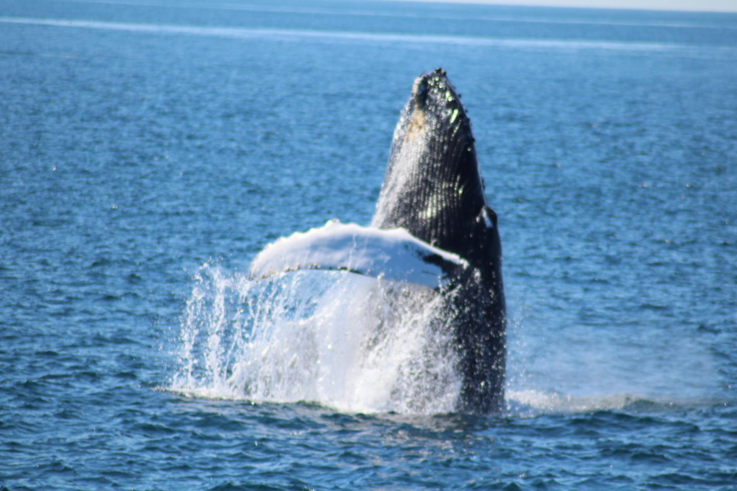 Whale Watching// Whale Breach in Cape Cod