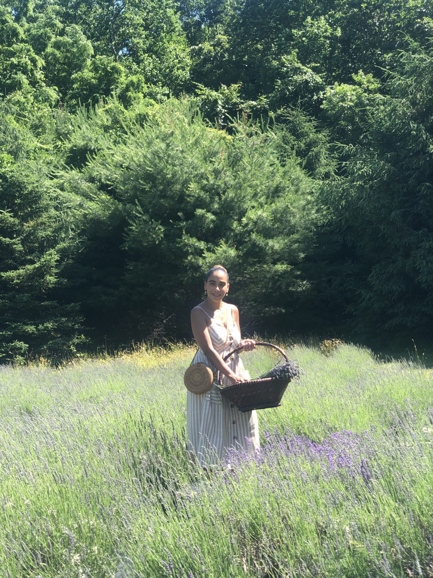 field of lavender season 