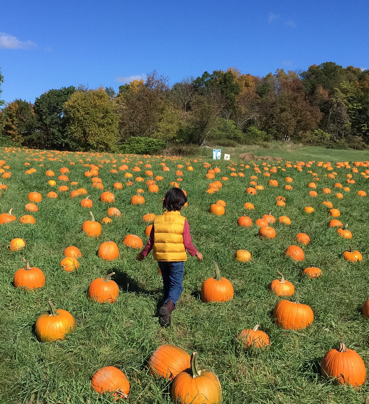 Pumpkin patch with kids